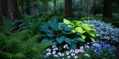 Groene schaduwborder met varens, hosta en licht bloeiend longkruid onder volwassen bomen